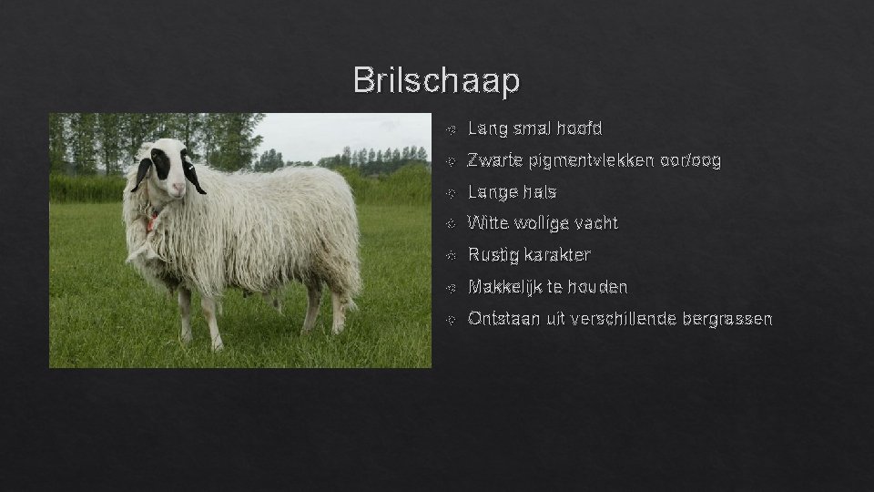 Brilschaap Lang smal hoofd Zwarte pigmentvlekken oor/oog Lange hals Witte wollige vacht Rustig karakter