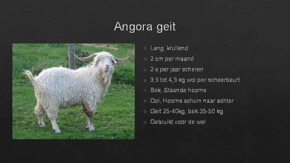 Angora geit Lang, krullend 2 cm per maand 2 x per jaar scheren 3,