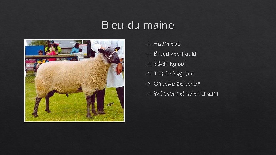 Bleu du maine Hoornloos Breed voorhoofd 80 -90 kg ooi 110 -120 kg ram