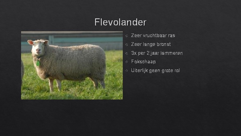 Flevolander Zeer vruchtbaar ras Zeer lange bronst 3 x per 2 jaar lammeren Fokschaap