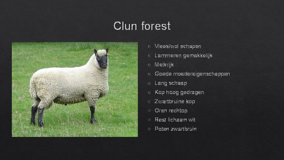 Clun forest Vlees/wol schapen Lammeren gemakkelijk Melkrijk Goede moedereigenschappen Lang schaap Kop hoog gedragen