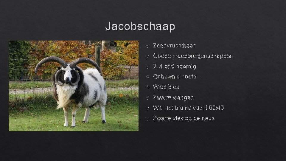 Jacobschaap Zeer vruchtbaar Goede moedereigenschappen 2, 4 of 6 hoornig Onbewold hoofd Witte bles