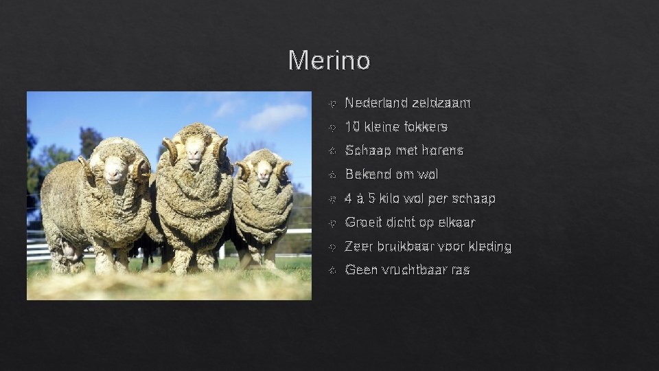 Merino Nederland zeldzaam 10 kleine fokkers Schaap met horens Bekend om wol 4 á