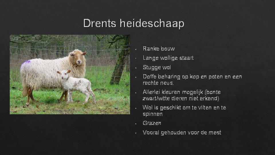 Drents heideschaap • Ranke bouw • Lange wollige staart • Stugge wol • Doffe