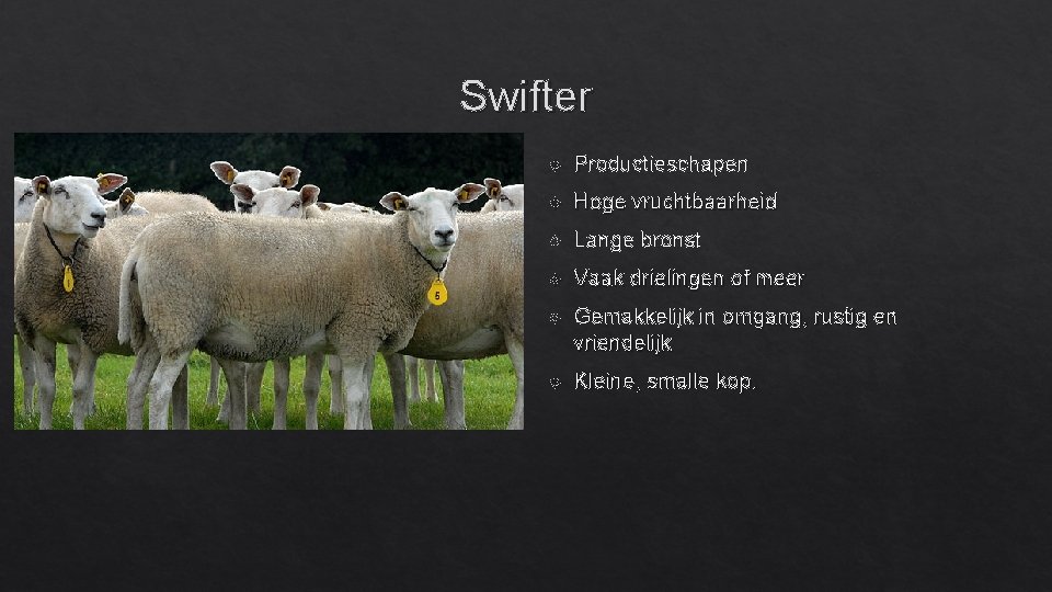 Swifter Productieschapen Hoge vruchtbaarheid Lange bronst Vaak drielingen of meer Gemakkelijk in omgang, rustig