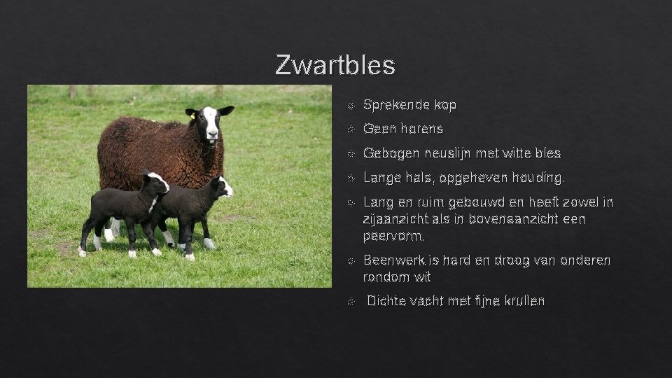 Zwartbles Sprekende kop Geen horens Gebogen neuslijn met witte bles Lange hals, opgeheven houding.