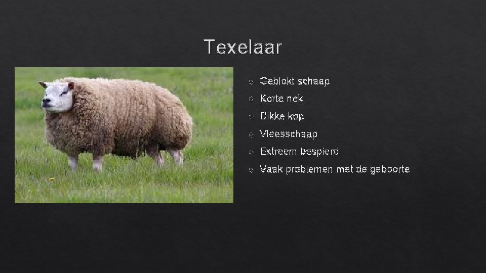 Texelaar Geblokt schaap Korte nek Dikke kop Vleesschaap Extreem bespierd Vaak problemen met de
