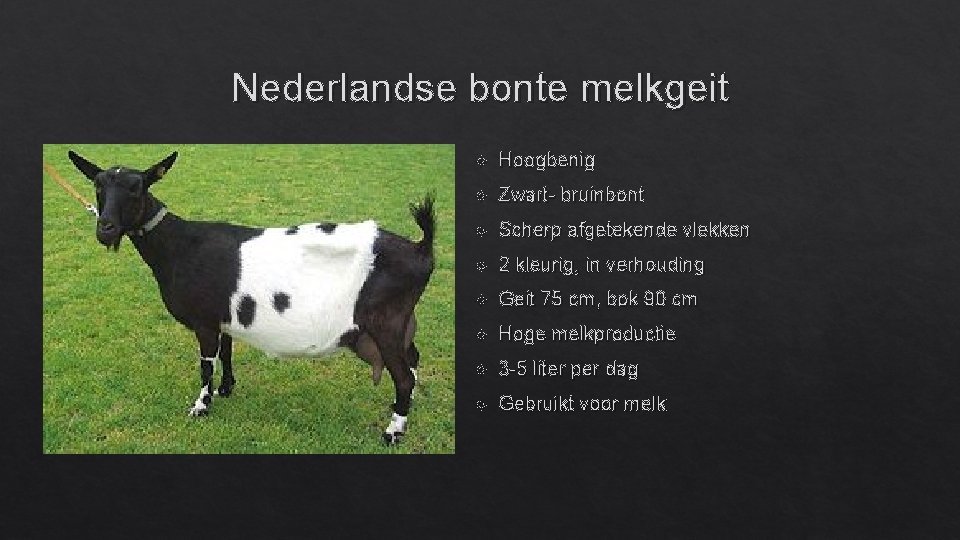 Nederlandse bonte melkgeit Hoogbenig Zwart- bruinbont Scherp afgetekende vlekken 2 kleurig, in verhouding Geit
