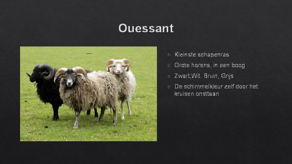 Ouessant Kleinste schapenras Grote horens, in een boog Zwart, Wit, Bruin, Grijs De schimmelkleur