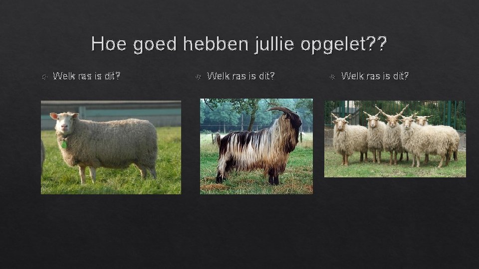 Hoe goed hebben jullie opgelet? ? Welk ras is dit? 