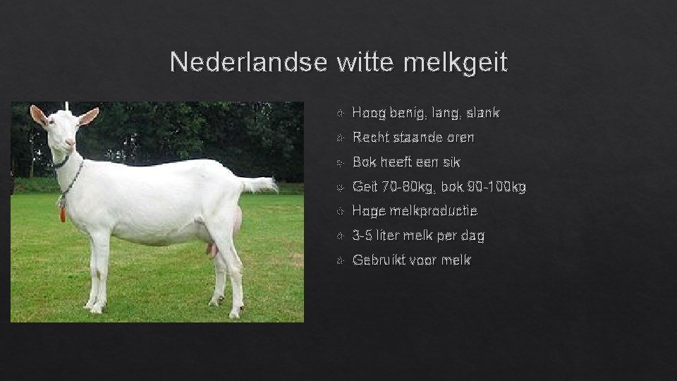 Nederlandse witte melkgeit Hoog benig, lang, slank Recht staande oren Bok heeft een sik