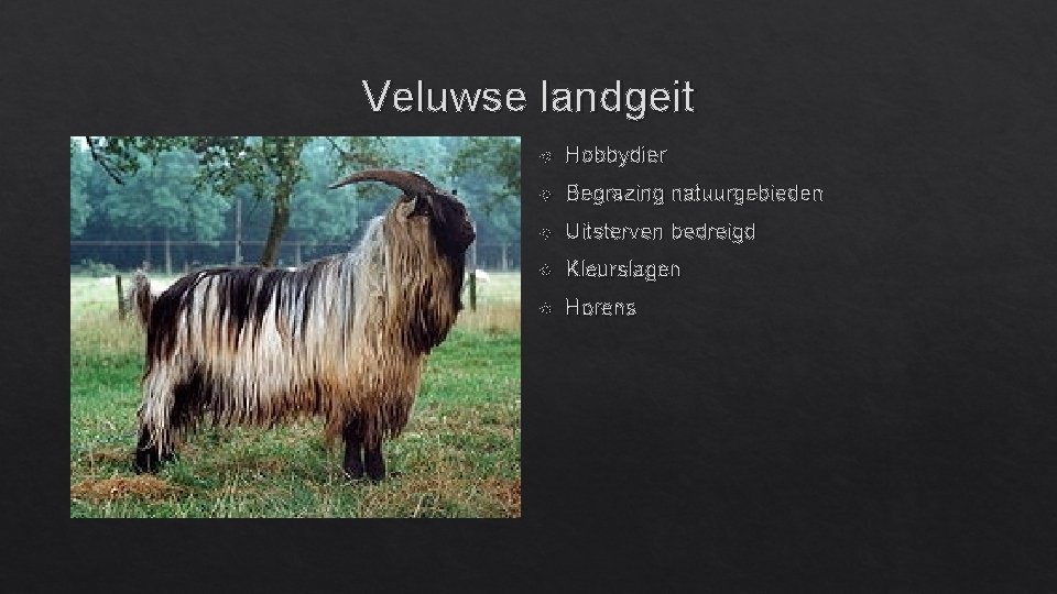 Veluwse landgeit Hobbydier Begrazing natuurgebieden Uitsterven bedreigd Kleurslagen Horens 