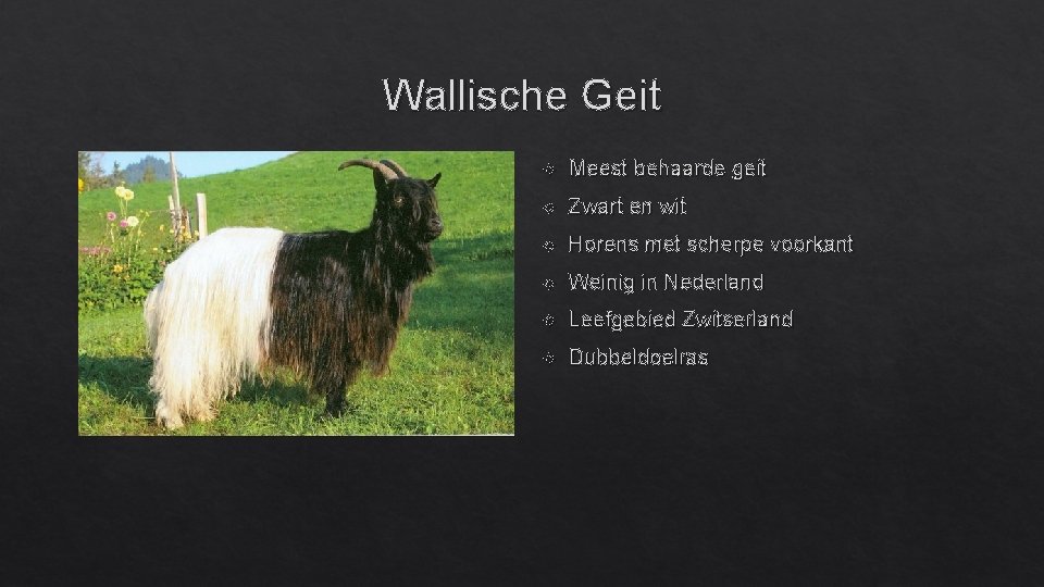 Wallische Geit Meest behaarde geit Zwart en wit Horens met scherpe voorkant Weinig in