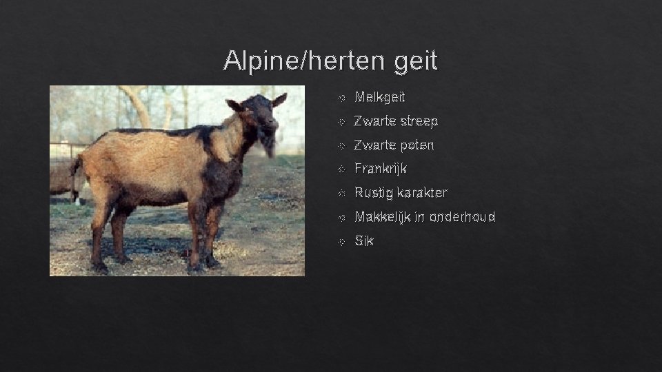 Alpine/herten geit Melkgeit Zwarte streep Zwarte poten Frankrijk Rustig karakter Makkelijk in onderhoud Sik