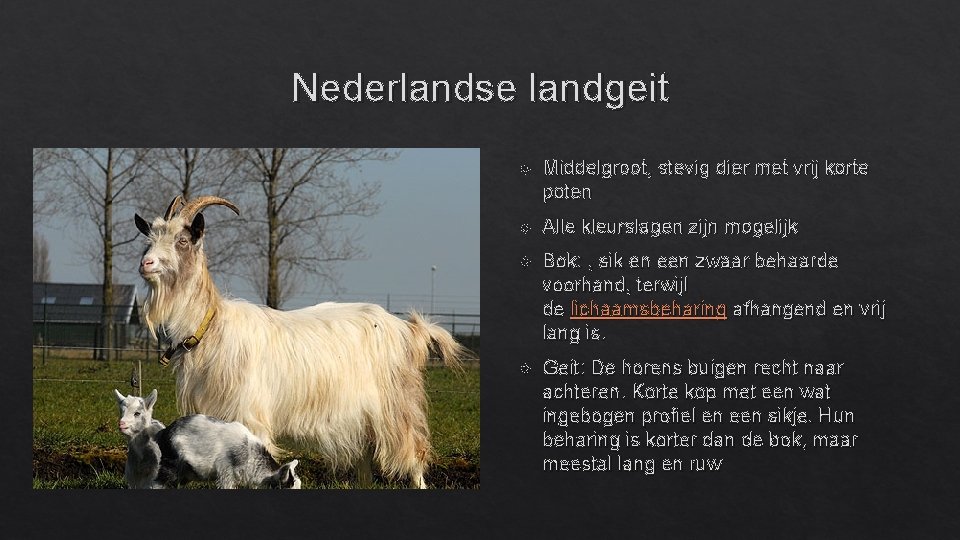 Nederlandse landgeit Middelgroot, stevig dier met vrij korte poten Alle kleurslagen zijn mogelijk Bok: