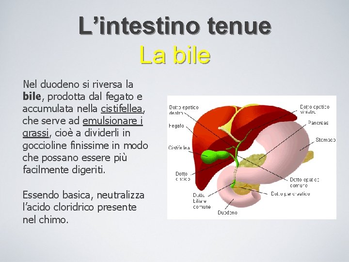 L’intestino tenue La bile Nel duodeno si riversa la bile, prodotta dal fegato e
