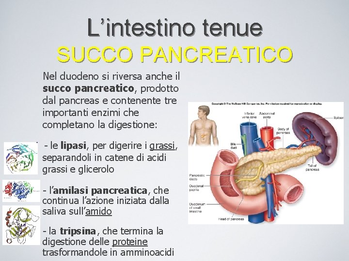 L’intestino tenue SUCCO PANCREATICO Nel duodeno si riversa anche il succo pancreatico, prodotto dal