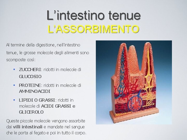 L’intestino tenue L’ASSORBIMENTO Al termine della digestione, nell’intestino tenue, le grosse molecole degli alimenti