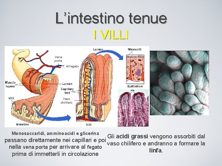 L’intestino tenue I VILLI Vena porta Al fegato Vaso chilifero Monosaccaridi, amminoacidi e glicerina