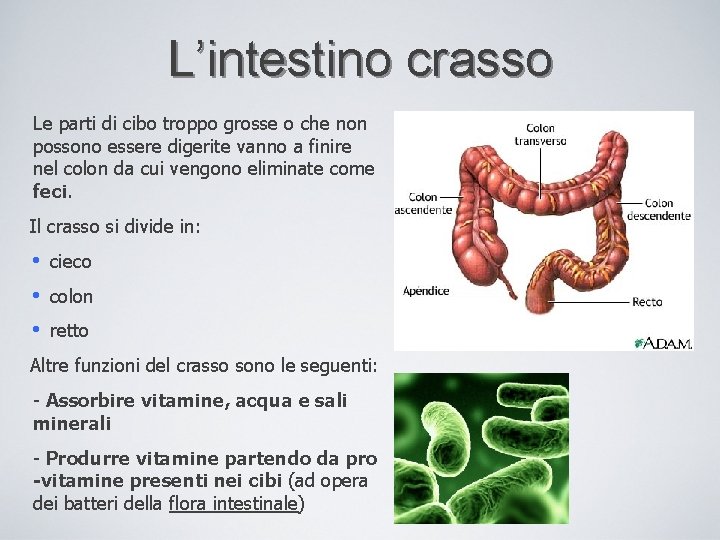 L’intestino crasso Le parti di cibo troppo grosse o che non possono essere digerite