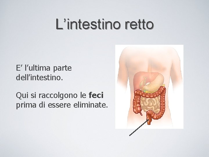 L’intestino retto E’ l’ultima parte dell’intestino. Qui si raccolgono le feci prima di essere