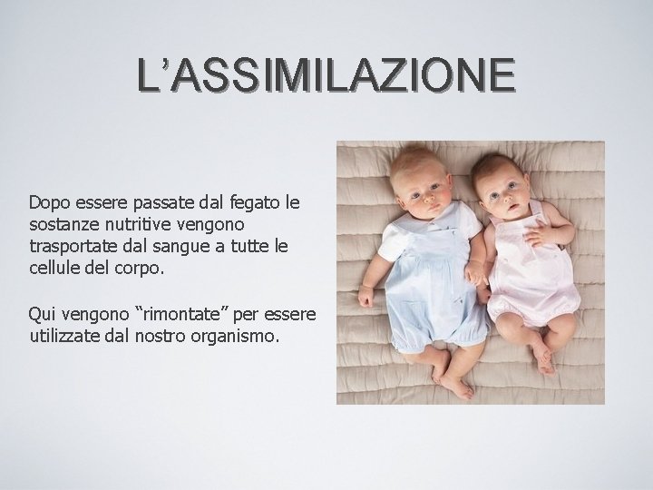 L’ASSIMILAZIONE Dopo essere passate dal fegato le sostanze nutritive vengono trasportate dal sangue a