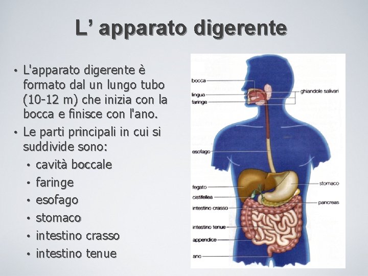L’ apparato digerente L'apparato digerente è formato dal un lungo tubo (10 -12 m)