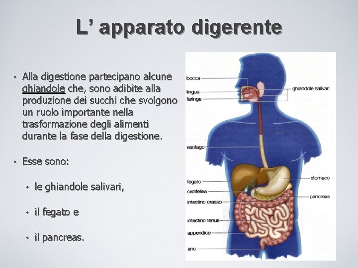 L’ apparato digerente • Alla digestione partecipano alcune ghiandole che, sono adibite alla produzione