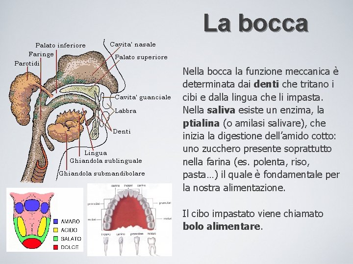 La bocca Nella bocca la funzione meccanica è determinata dai denti che tritano i