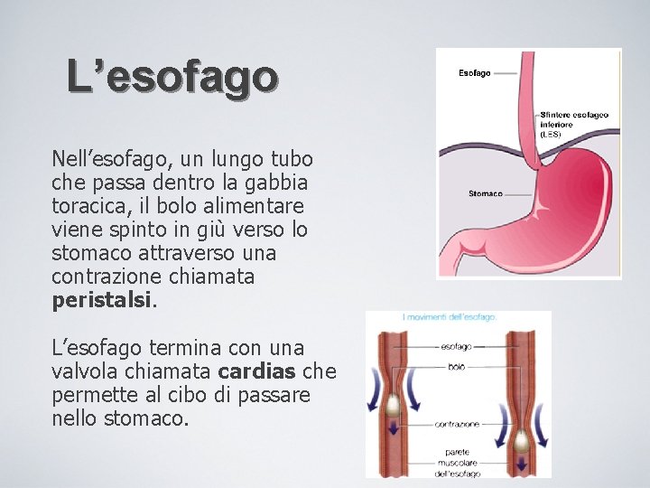L’esofago Nell’esofago, un lungo tubo che passa dentro la gabbia toracica, il bolo alimentare