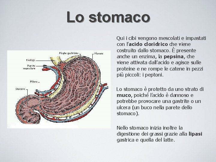 Lo stomaco Qui i cibi vengono mescolati e impastati con l’acido cloridrico che viene