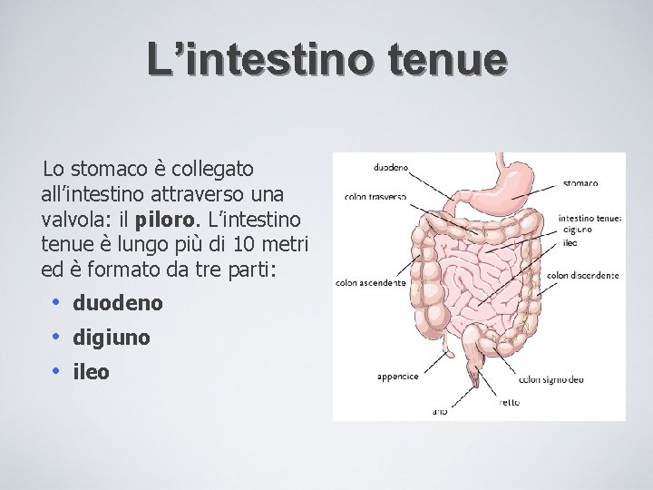 L’intestino tenue Lo stomaco è collegato all’intestino attraverso una valvola: il piloro. L’intestino tenue