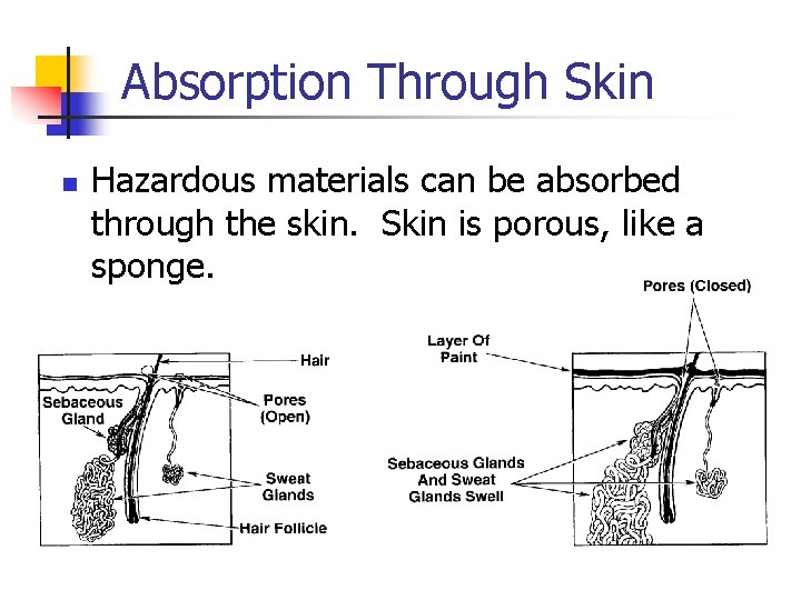 Absorption Through Skin n Hazardous materials can be absorbed through the skin. Skin is