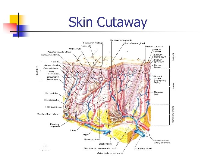 Skin Cutaway 
