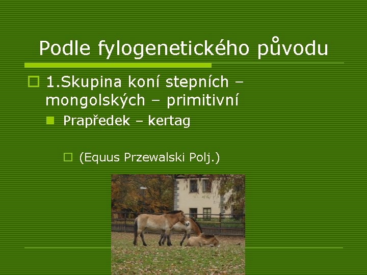 Podle fylogenetického původu o 1. Skupina koní stepních – mongolských – primitivní n Prapředek