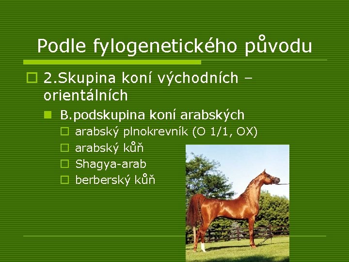 Podle fylogenetického původu o 2. Skupina koní východních – orientálních n B. podskupina koní