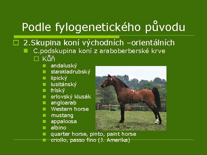 Podle fylogenetického původu o 2. Skupina koní východních –orientálních n C. podskupina koní z