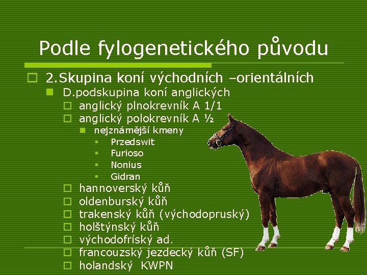 Podle fylogenetického původu o 2. Skupina koní východních –orientálních n D. podskupina koní anglických