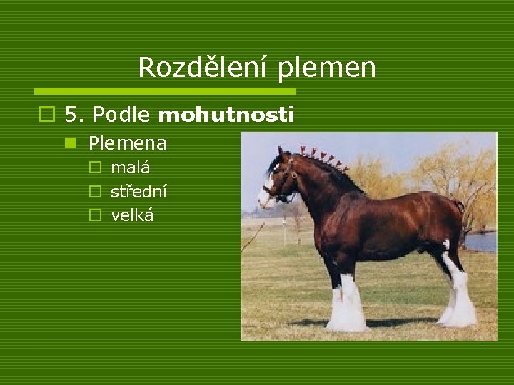 Rozdělení plemen o 5. Podle mohutnosti n Plemena o malá o střední o velká