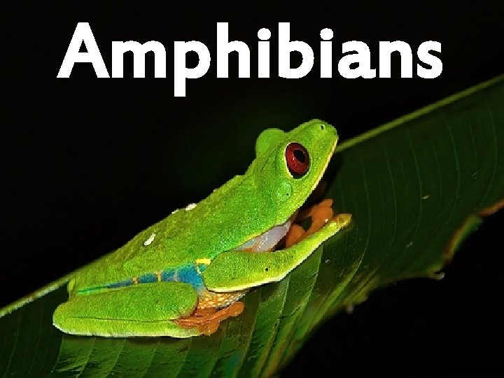 Amphibians 