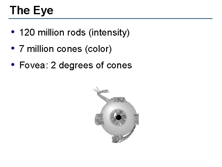 The Eye • 120 million rods (intensity) • 7 million cones (color) • Fovea: