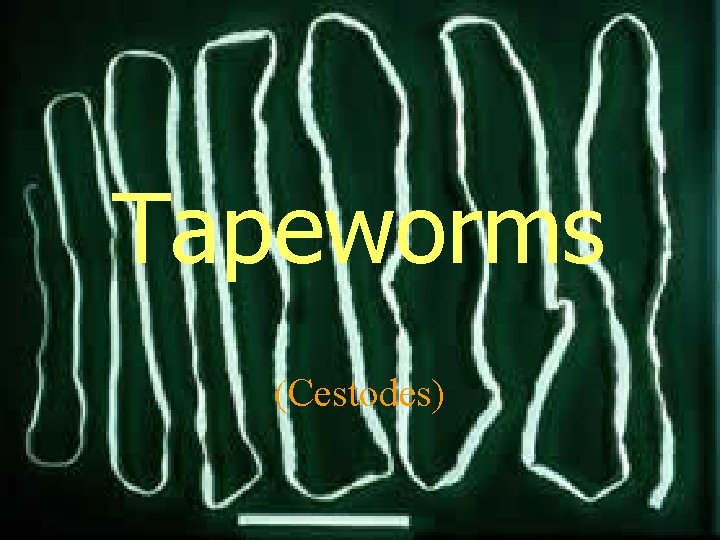 Tapeworms (Cestodes) 