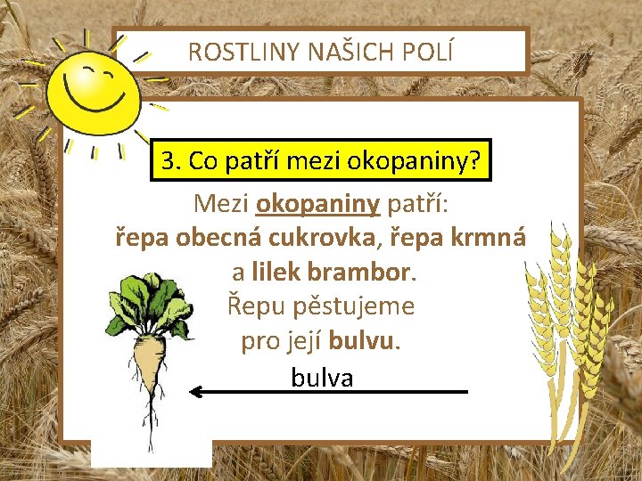 ROSTLINY NAŠICH POLÍ 3. Co patří mezi okopaniny? Mezi okopaniny patří: řepa obecná cukrovka,
