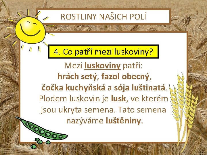 ROSTLINY NAŠICH POLÍ 4. Co patří mezi luskoviny? Mezi luskoviny patří: hrách setý, fazol