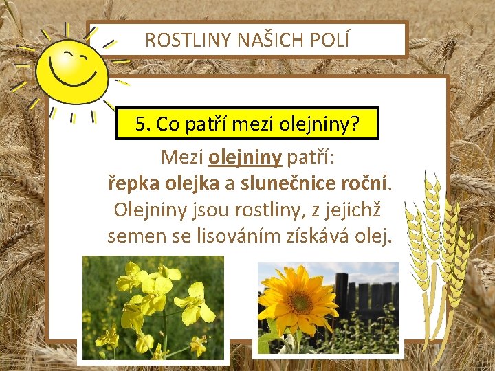 ROSTLINY NAŠICH POLÍ 5. Co patří mezi olejniny? Mezi olejniny patří: řepka olejka a