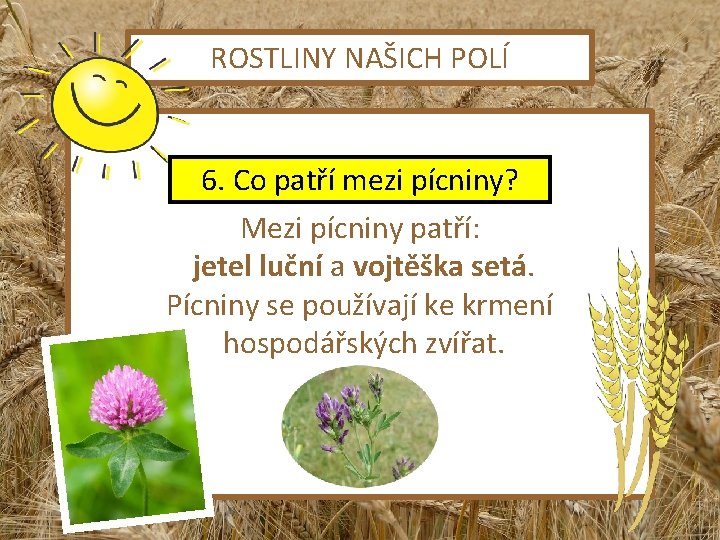 ROSTLINY NAŠICH POLÍ 6. Co patří mezi pícniny? Mezi pícniny patří: jetel luční a