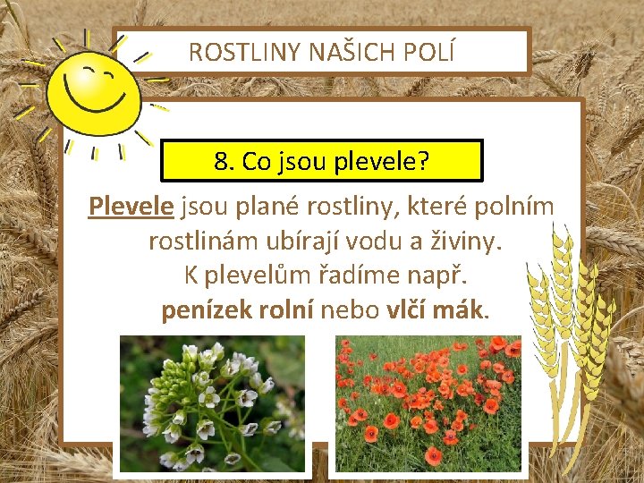 ROSTLINY NAŠICH POLÍ 8. Co jsou plevele? Plevele jsou plané rostliny, které polním rostlinám