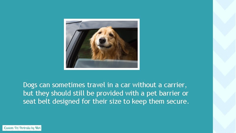 Dogs can sometimes travel in a car without a carrier, but they should still
