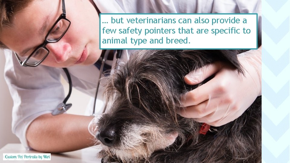 … but veterinarians can also provide a few safety pointers that are specific to