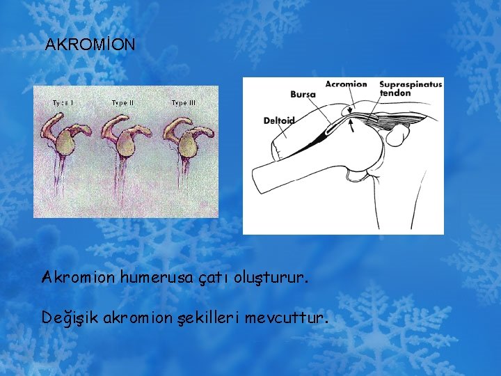 AKROMİON Akromion humerusa çatı oluşturur. Değişik akromion şekilleri mevcuttur. 